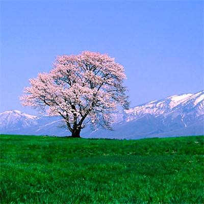 神域之刃手游果盘版下载