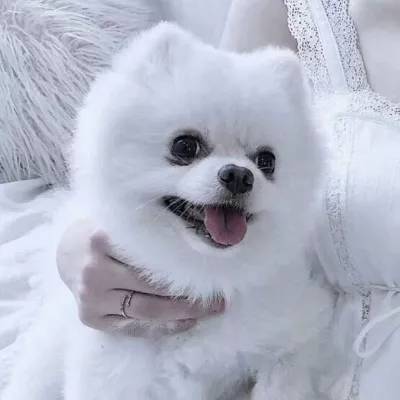 pool online游戏下载