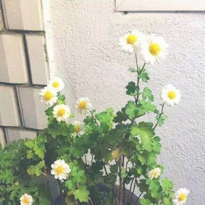 剑啸苍穹星辰录内购破解版下载