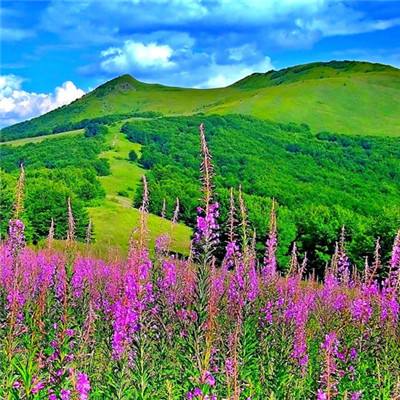 别动我的塔手游(暂未上线)v1.1.3 安卓版